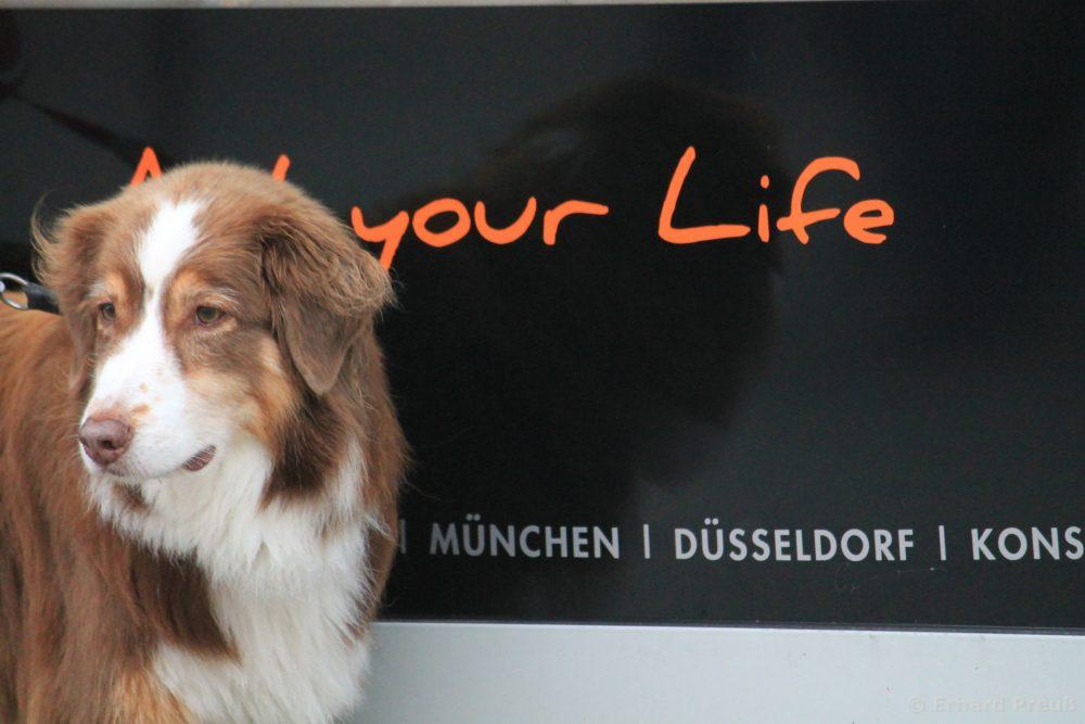 Auf den Hund gekommen ...