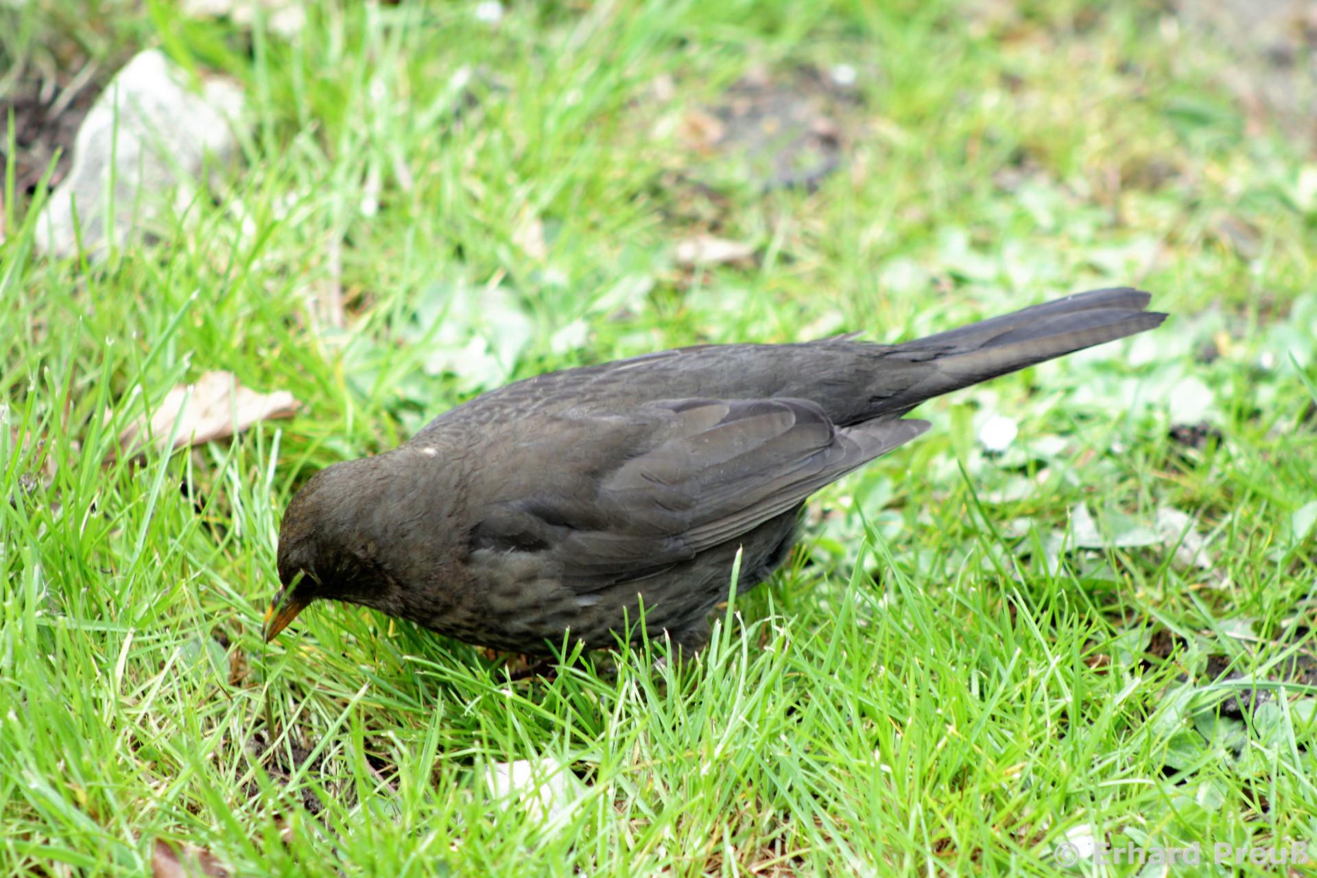 Der Frühe Vogel Fängt Den Wurm Alternative